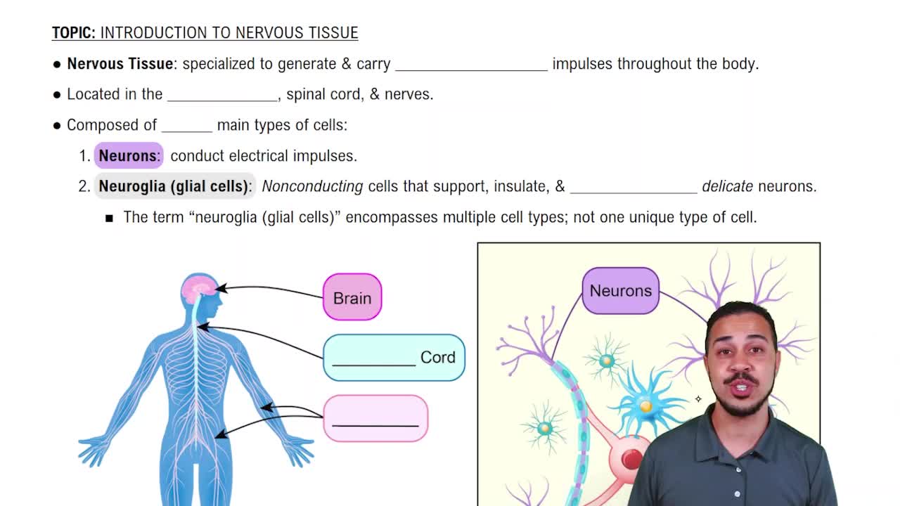 Intro to Nervous Tissue