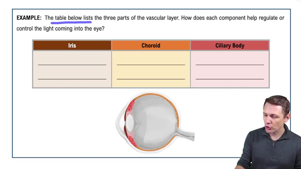 Vascular Layer of the Eyeball Example 1