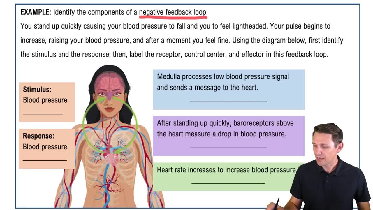Feedback Loops: Negative Feedback Example 1