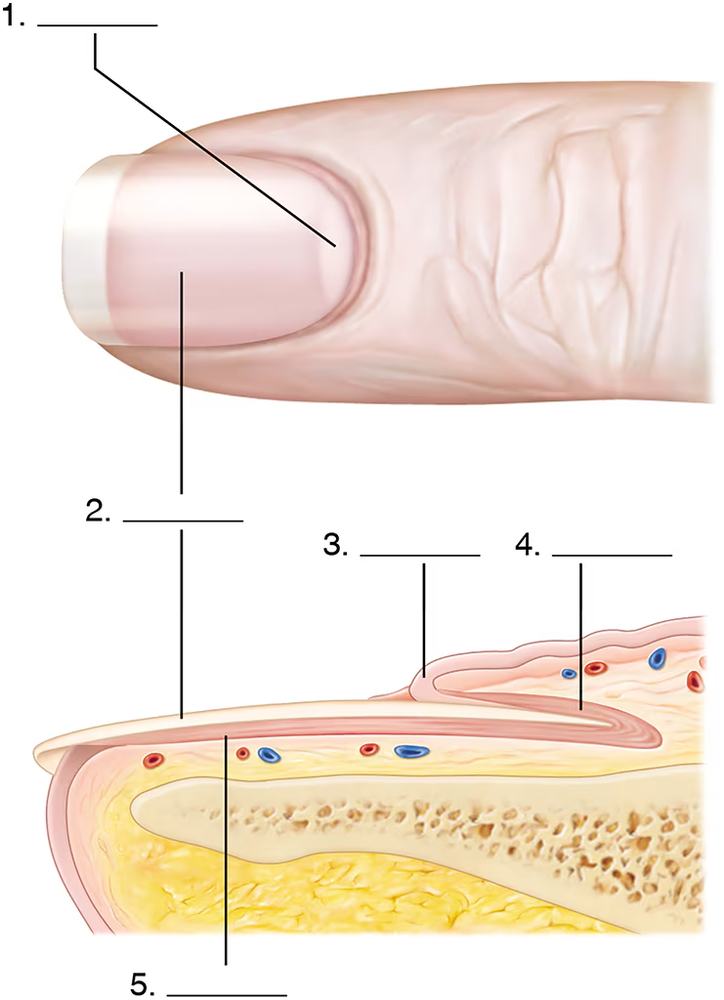 Illustration of a human nail with labeled structures: nail bed, lunule, nail matrix, proximal nail fold, and nail body.