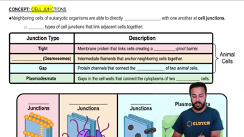 Cell Junctions