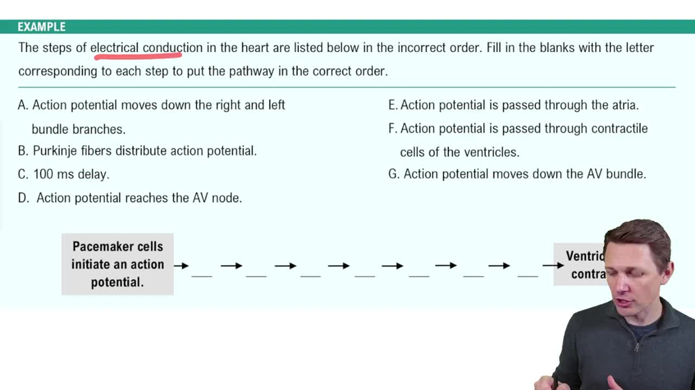 Electrical Conduction System of the Heart Example 2