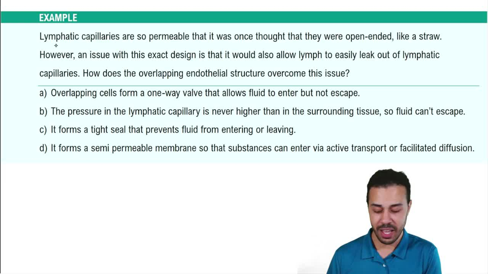 Lymphatic Vasculature Example 3