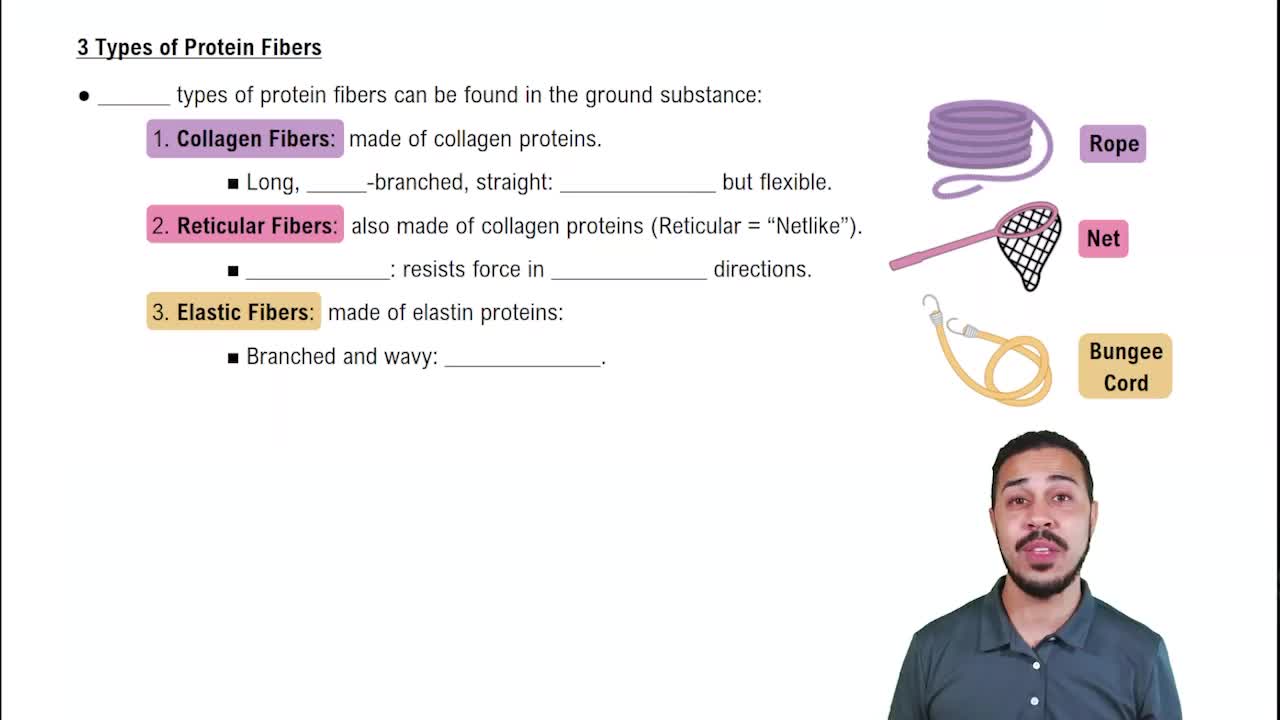 3 Types of Protein Fibers