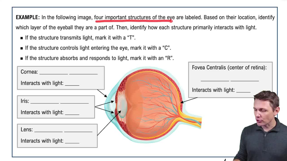 Structure of the Eyeball Example 1
