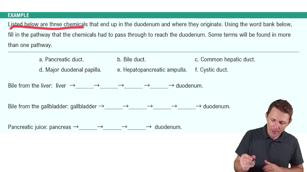 Duct System of the Liver, Gallbladder, and Pancreas Example 1