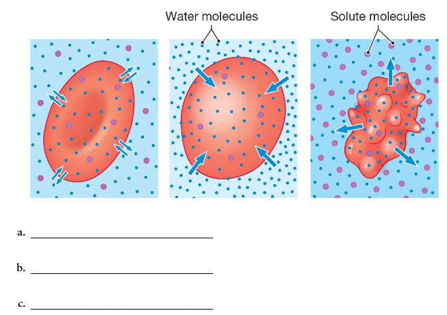 Red blood cells in three solutions showing water and solute movement: swelling, stable, and shrinking shapes.