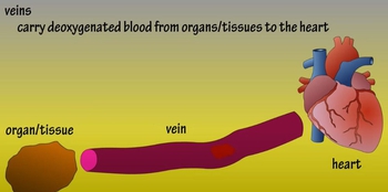 Veins - Functions of Veins - What Do Veins Do