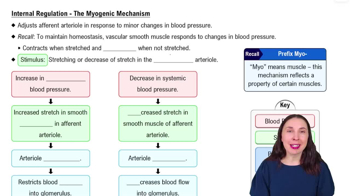 Internal Regulation - The Myogenic Mechanism