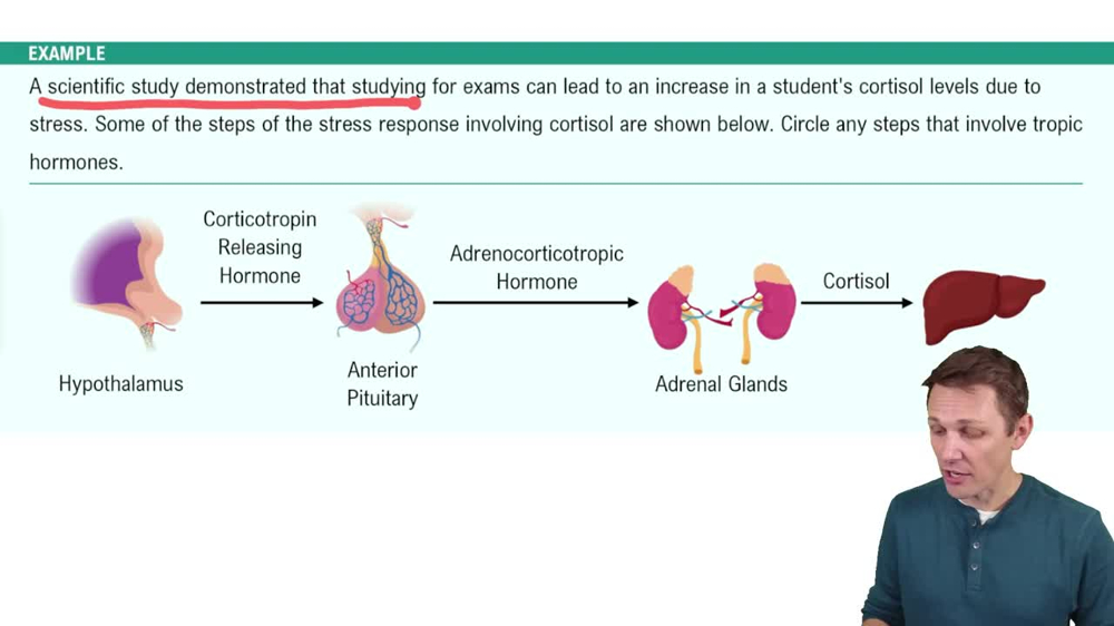 The Hypothalamus and Pituitary Gland Example 1