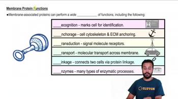 Membrane Protein Functions