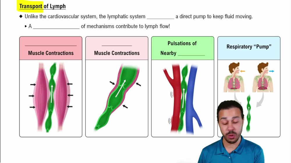Transport of Lymph