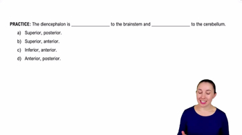 Introduction to the Central Nervous System Practice 2