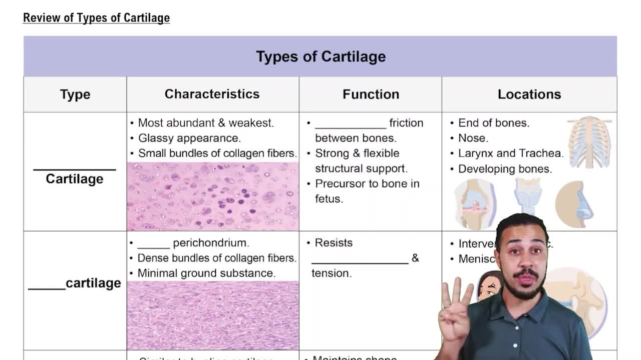 Review of Types of Cartilage