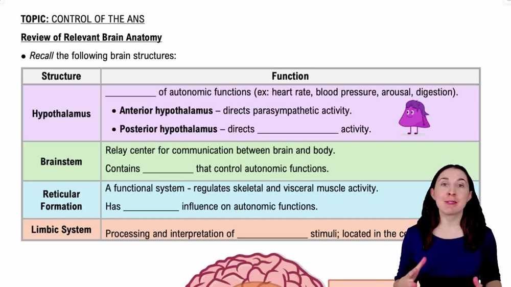 Review of Relevant Brain Anatomy