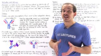 Antibodies (Immunoglobulins)