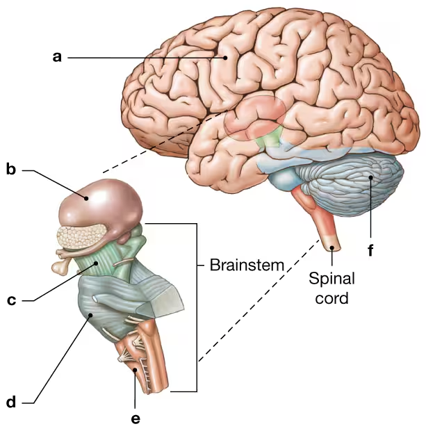 Diagram of the brain and spinal cord, labeled to identify major brain regions and structures.