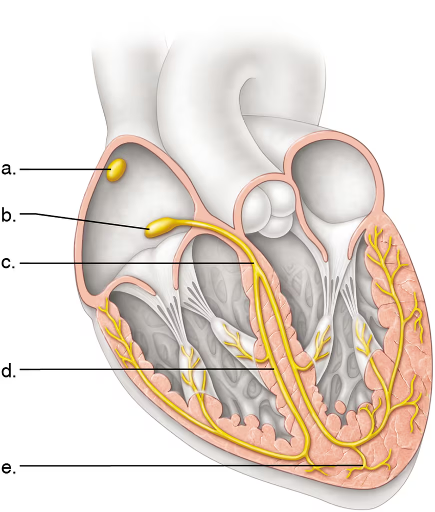 Parts of the heart