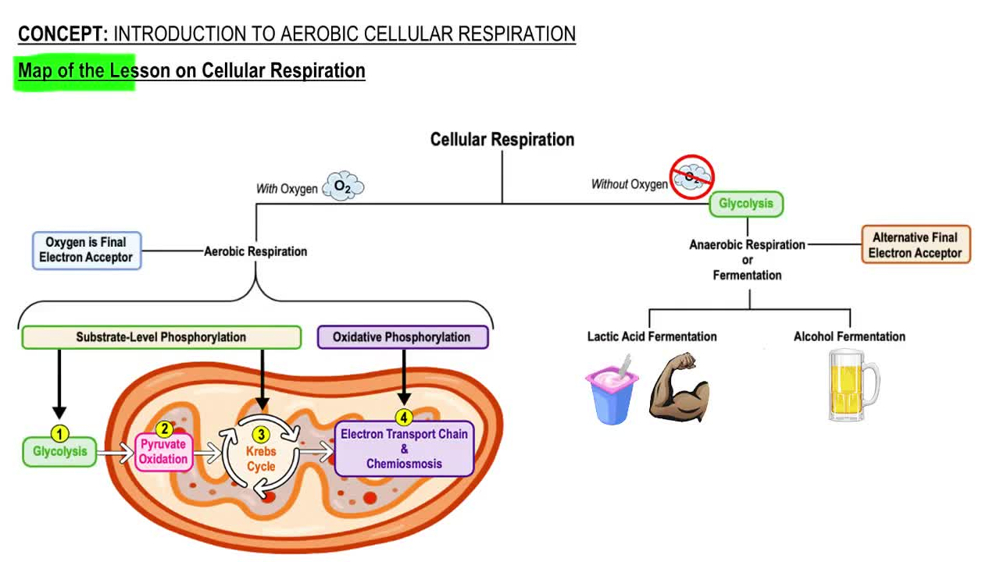 Map of the Lesson on Cellular Respiration