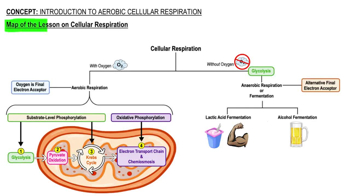 Map of the Lesson on Cellular Respiration