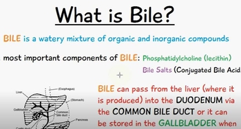 What is Bile? Components, Function, Storage