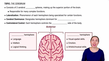 The Cerebrum