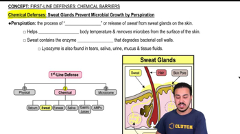 Sweat Glands
