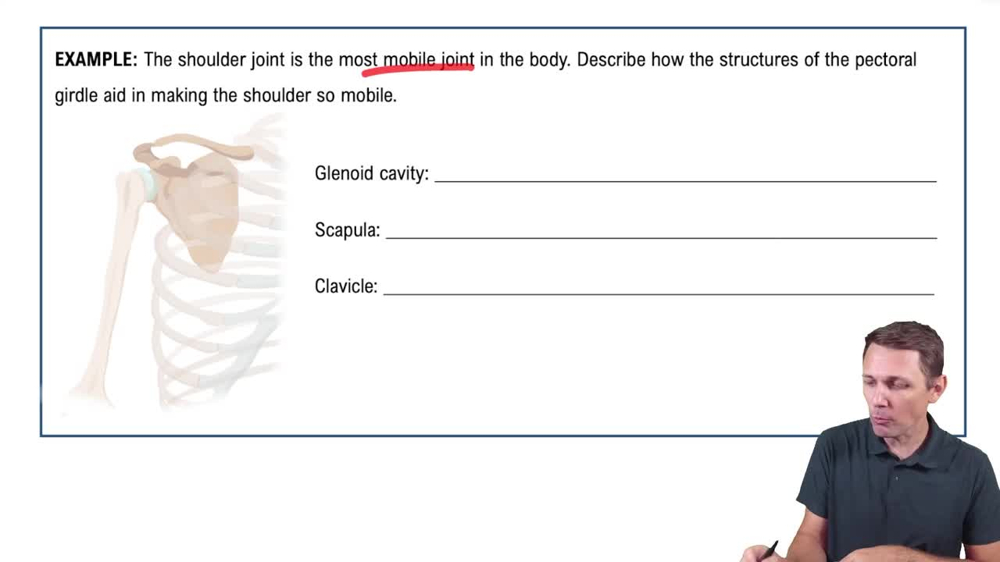 The Pectoral Girdle Example 1