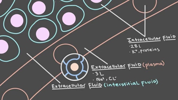 Intro to Fluid Compartments