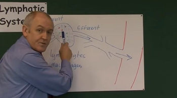 Lymph Nodes