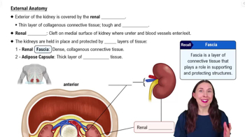 External Anatomy