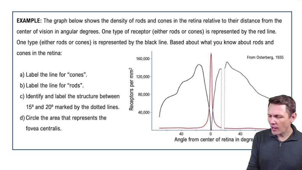 Inner Layer of the Eyeball Example 4