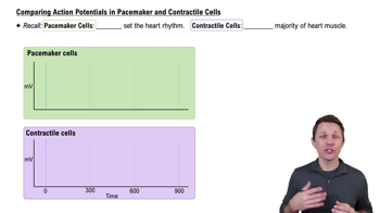 Comparing Action Potentials in Pacemaker and Contractile Cells
