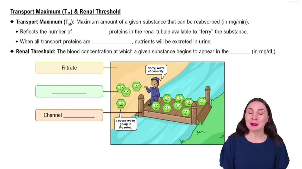 Transport Maximum (TM) & Renal Threshold