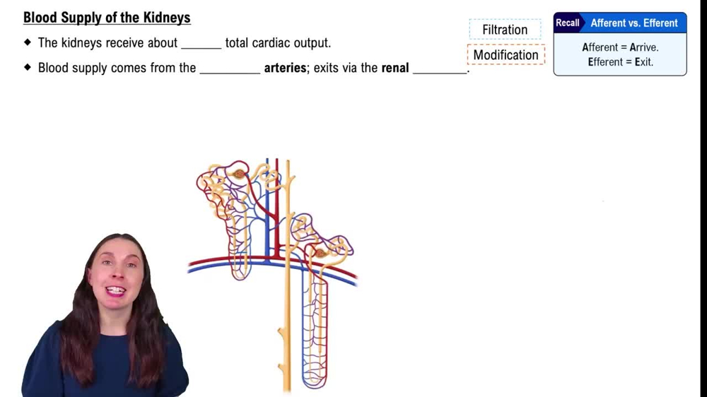 Blood Supply to the Kidneys
