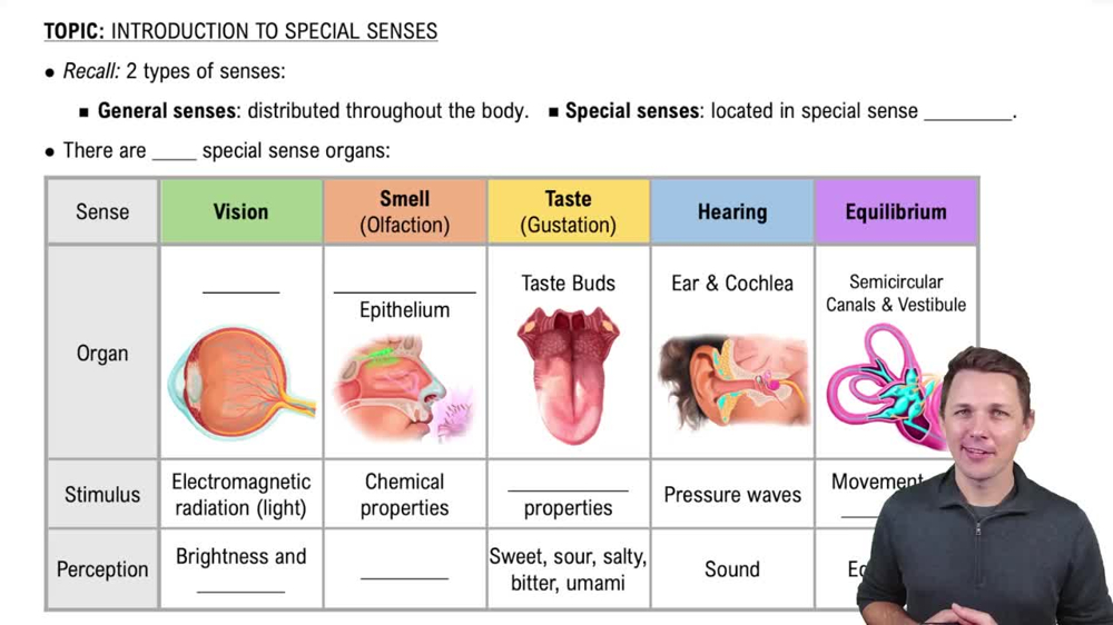 Special Senses