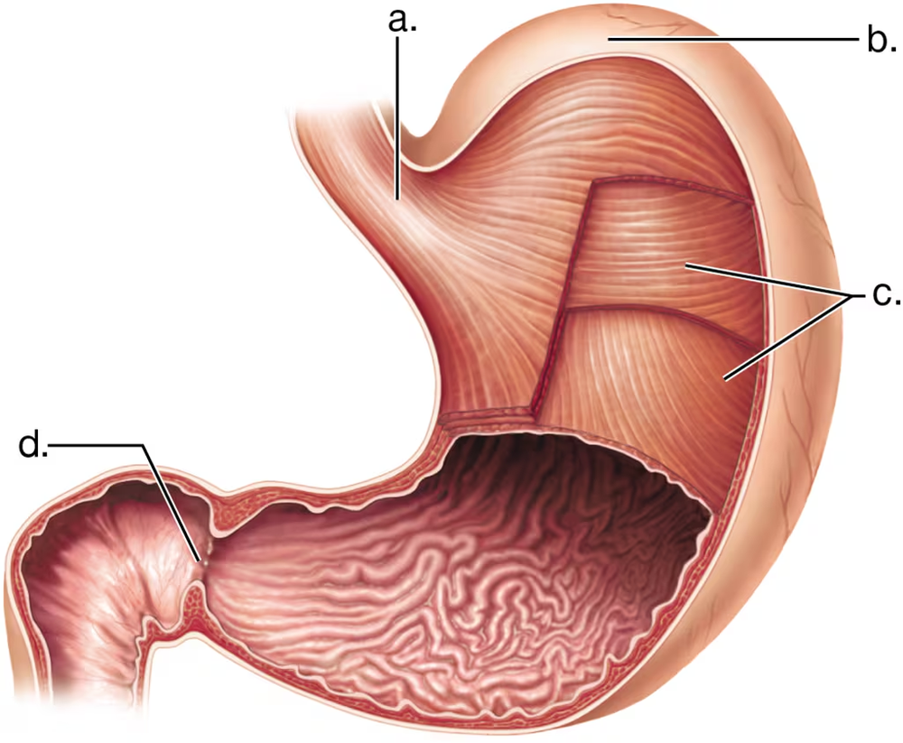 Illustration of the stomach's interior, highlighting areas of strong peristaltic waves with labeled sections.