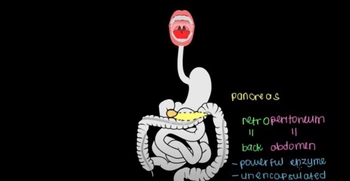 Exocrine pancreas | Gastrointestinal system physiology 