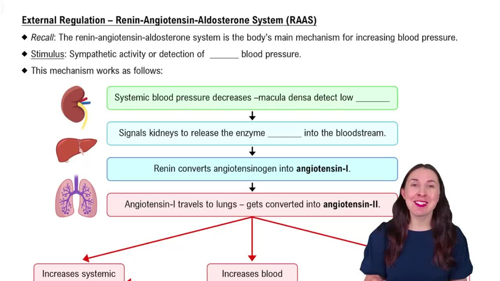 External Regulation – Renin-Angiotensin-Aldosterone Mechanism