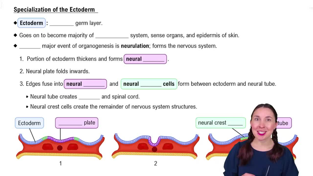 Specialization of the Ectoderm
