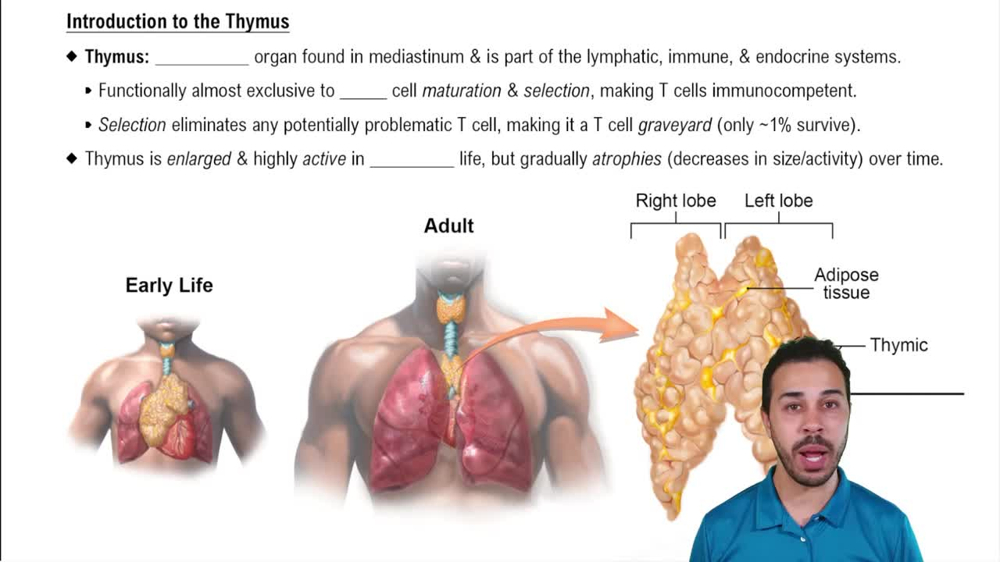 Introduction to the Thymus