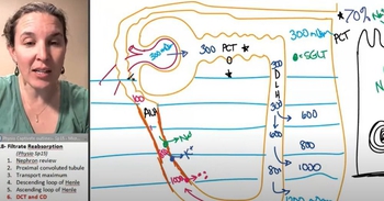 Reabsorption 6 - Distal Convoluted Tubule & Collecting Duct