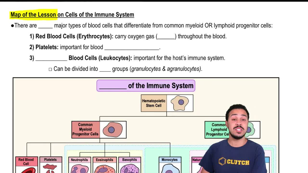 Map of the Lesson on Cells of the Immune System