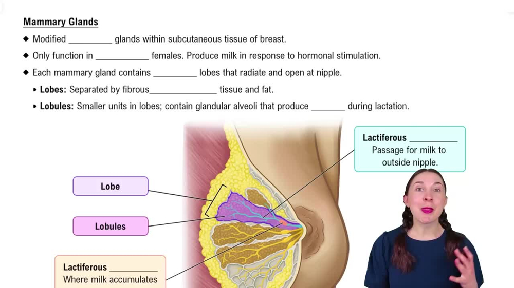 Mammary Glands