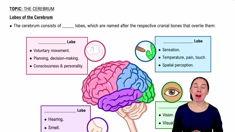 Lobes of the Cerebrum