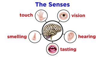 Nerves and Sensory Organs