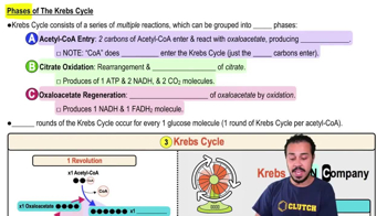 Phases of The Krebs Cycle
