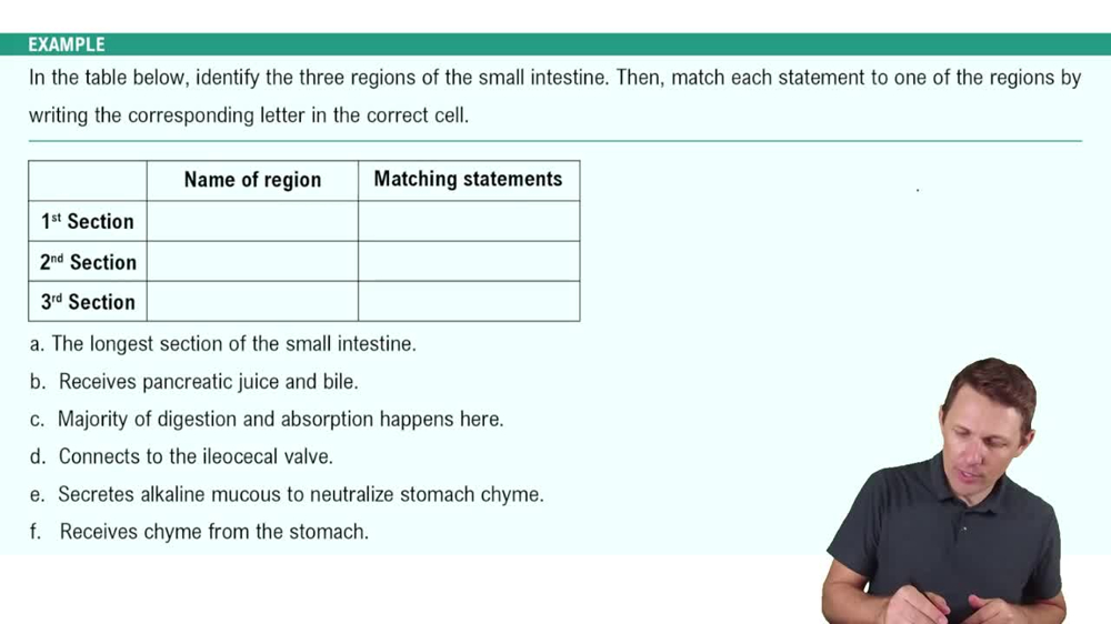 Small Intestine Example 1