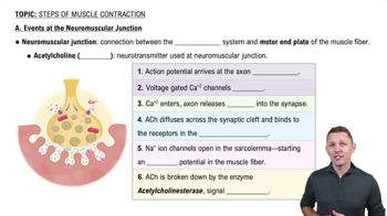 A. Events at the Neuromuscular Junction