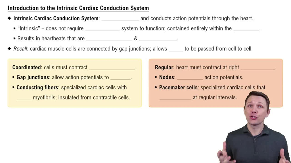 Intrinsic Cardiac Conduction System